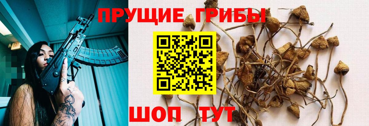 Галлюциногенные грибы Psilocybine cubensis  Вход с VPN  цены наркотик  Галлюциногенные грибы Psilocybe  Кизляр 