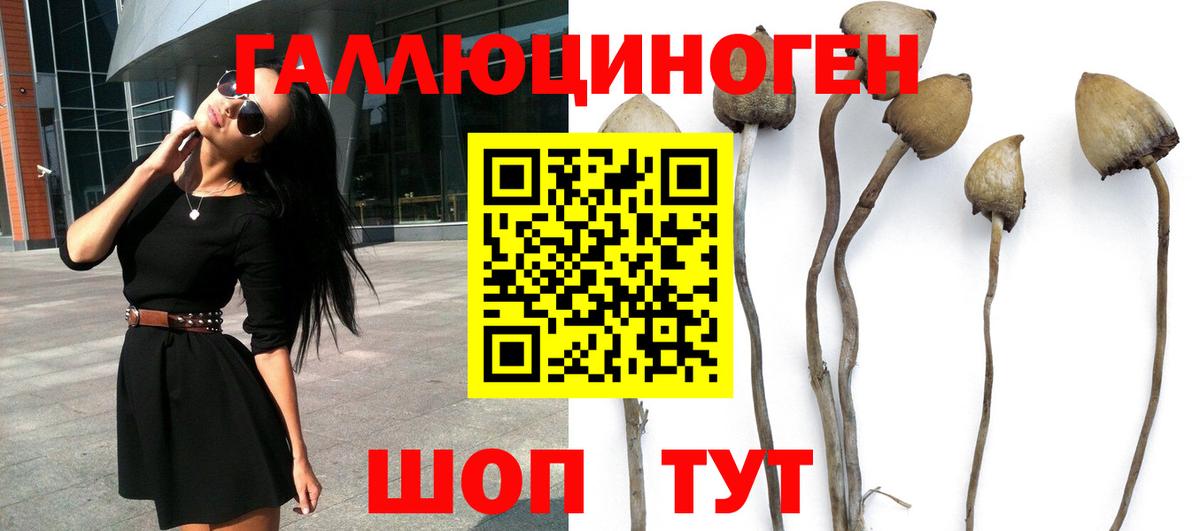 Галлюциногенные грибы Psilocybe Кизляр